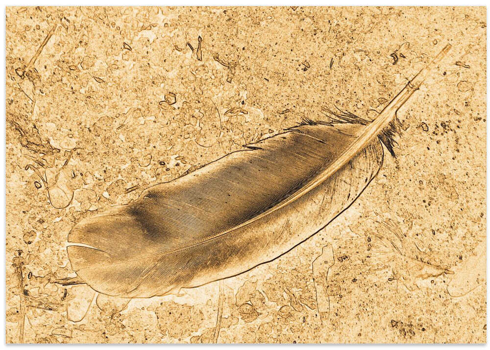Feather on Sand