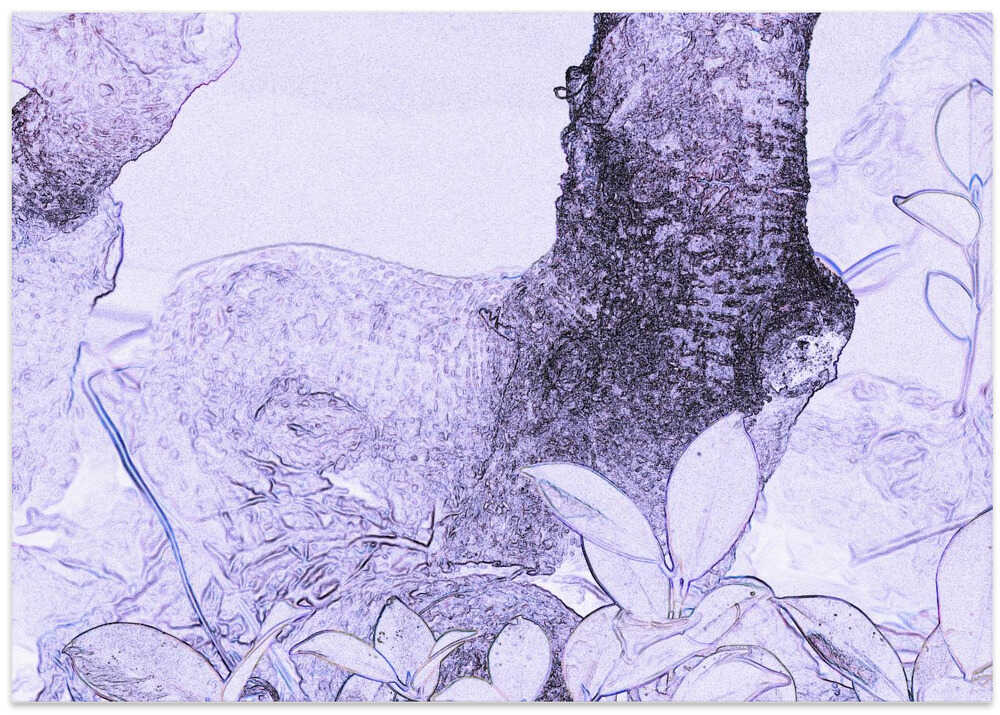 Mystical Garden Glow