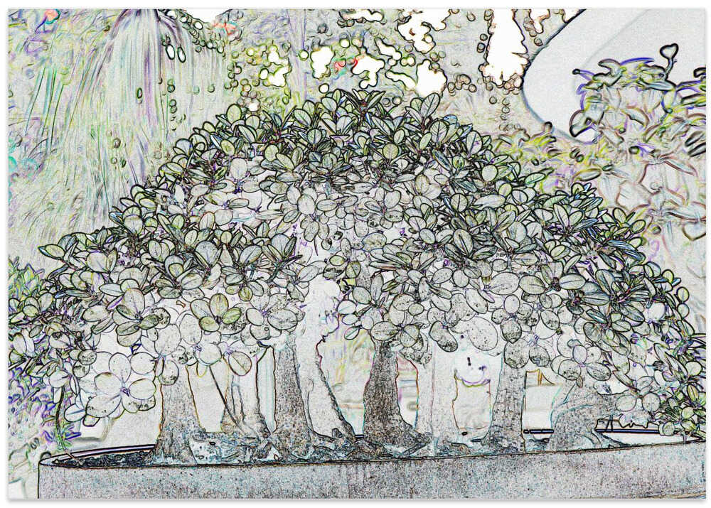 Mystic Bonsai Forest