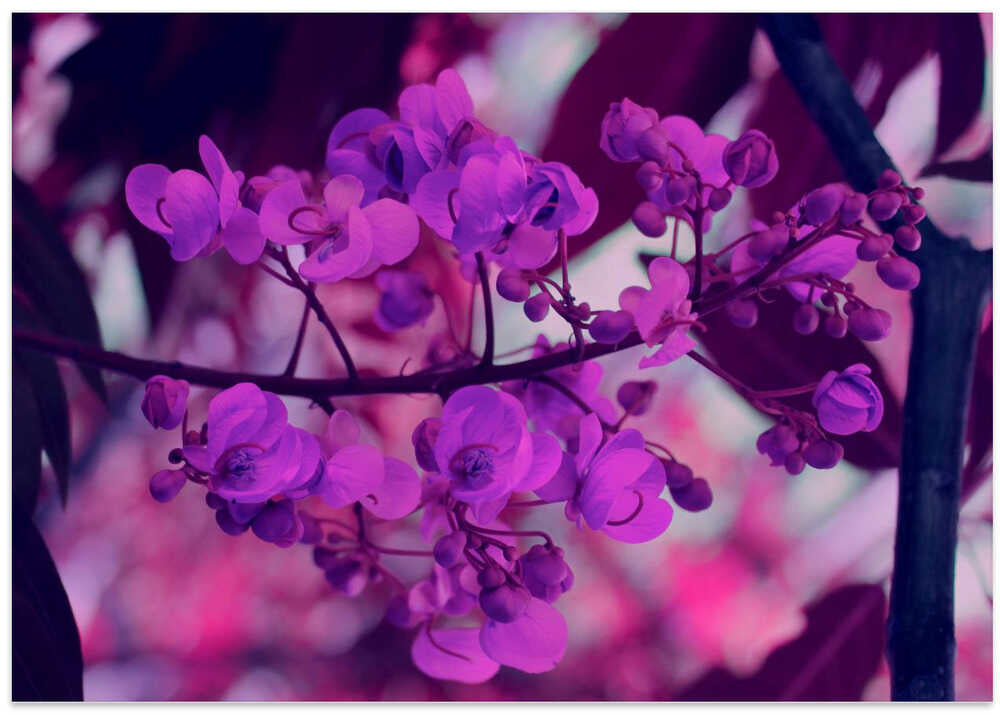 Violet Blossom Glow