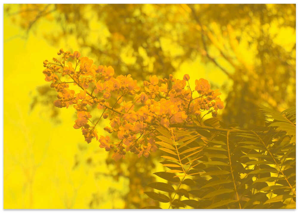 Golden Blossom Dream