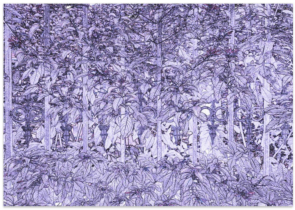 Lavender Foliage Maze