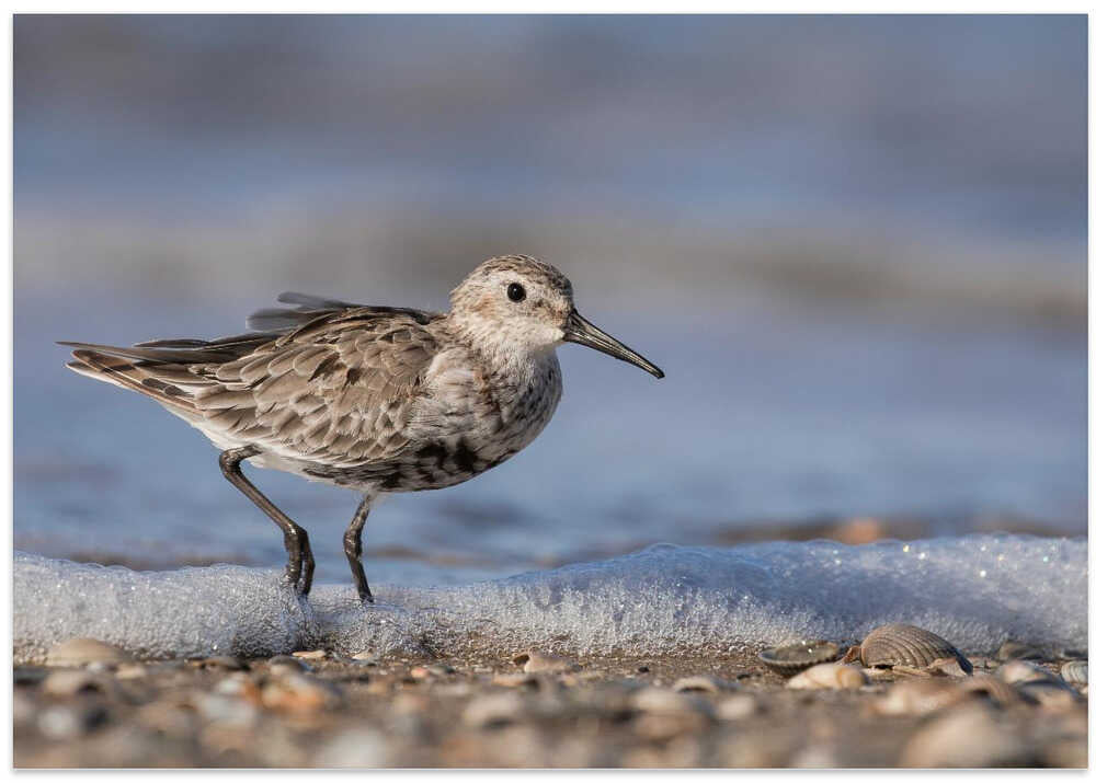 Dunlin on the coast.