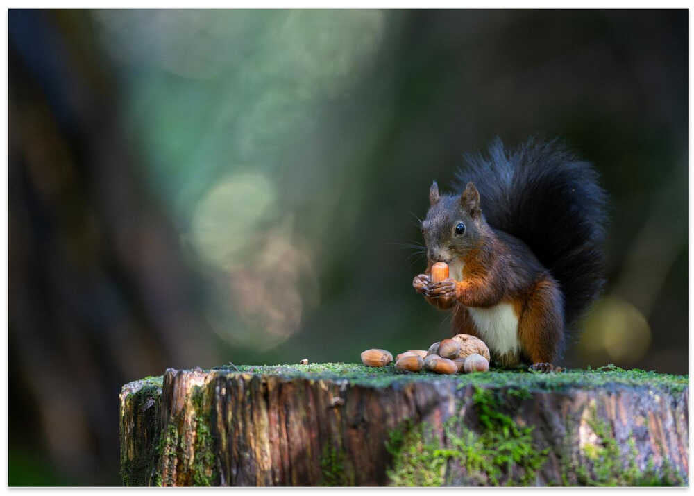 Close-up of squirrel eating food on wood