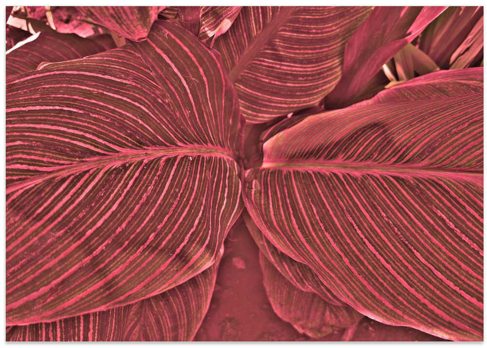 Crimson Leaf Patterns