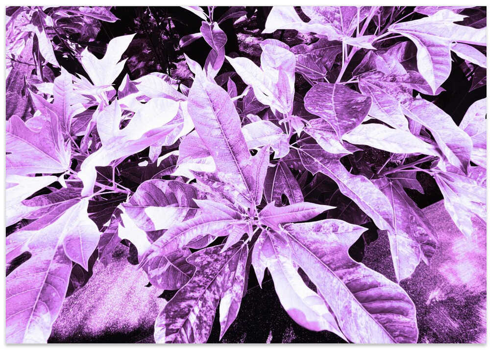 Violet Leaf Dream
