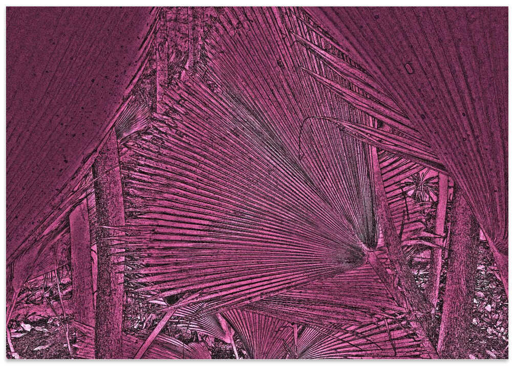 Pink Frond Geometry