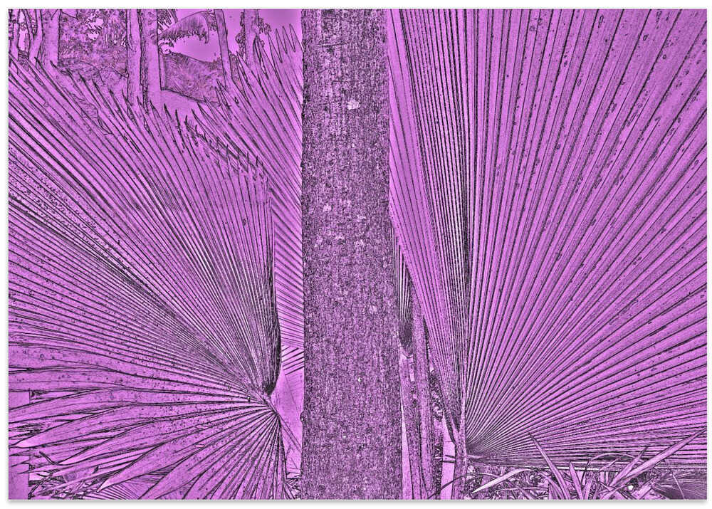 Purple Frond Lines