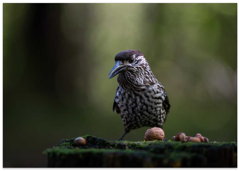 nutcracker on tree stump