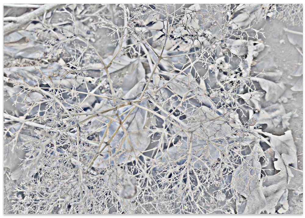 Frozen Branch Tangle