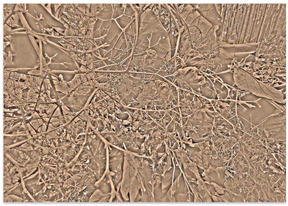 Intricate Wilderness