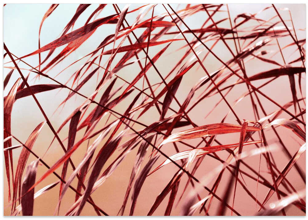 Reeds in red