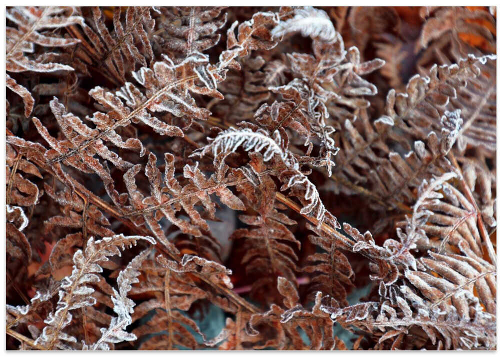 Frosty Ferns