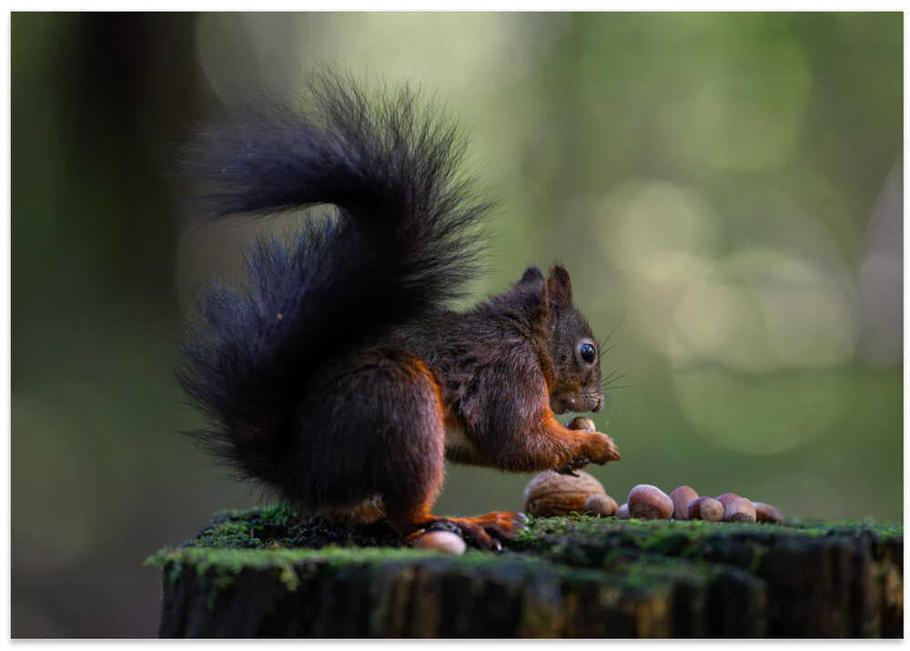 Close-up of squirrel with some nuts