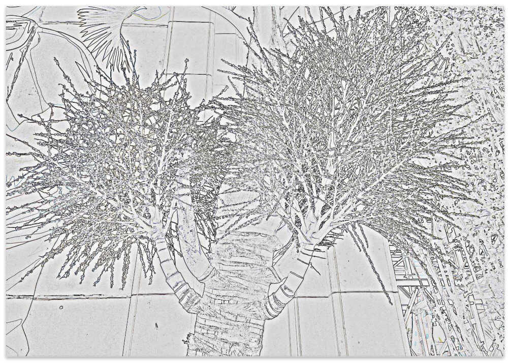 Dual-Tree Silhouette