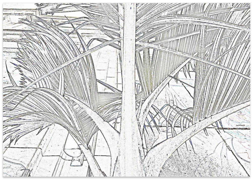 Palm Fronds Sketch
