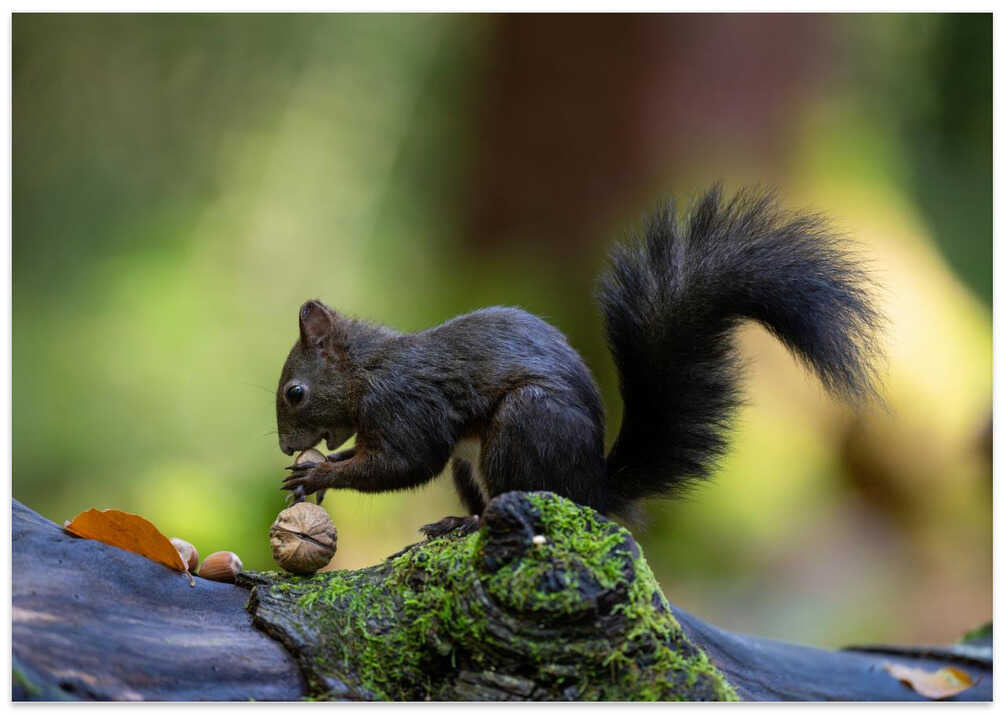 Close-up of brown squirrel eating some nuts