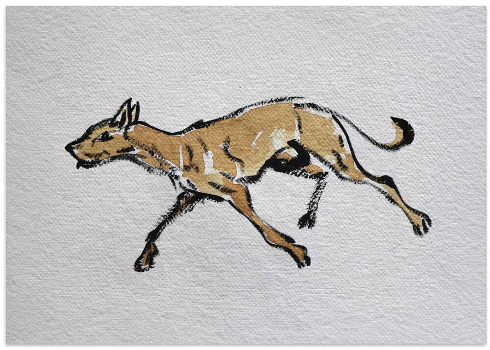 Swift Wilderness Run