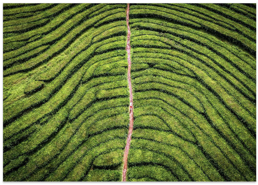 Green Earth Fingerprint