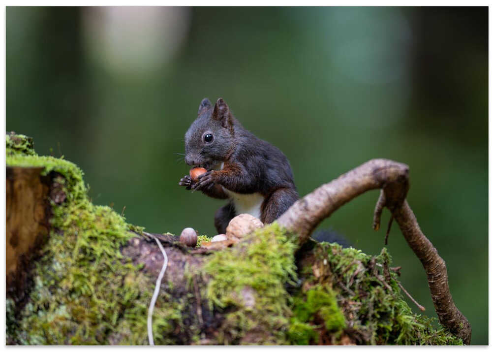squirrel with some nuts