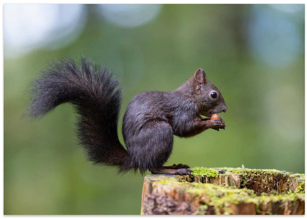 squirrel posing