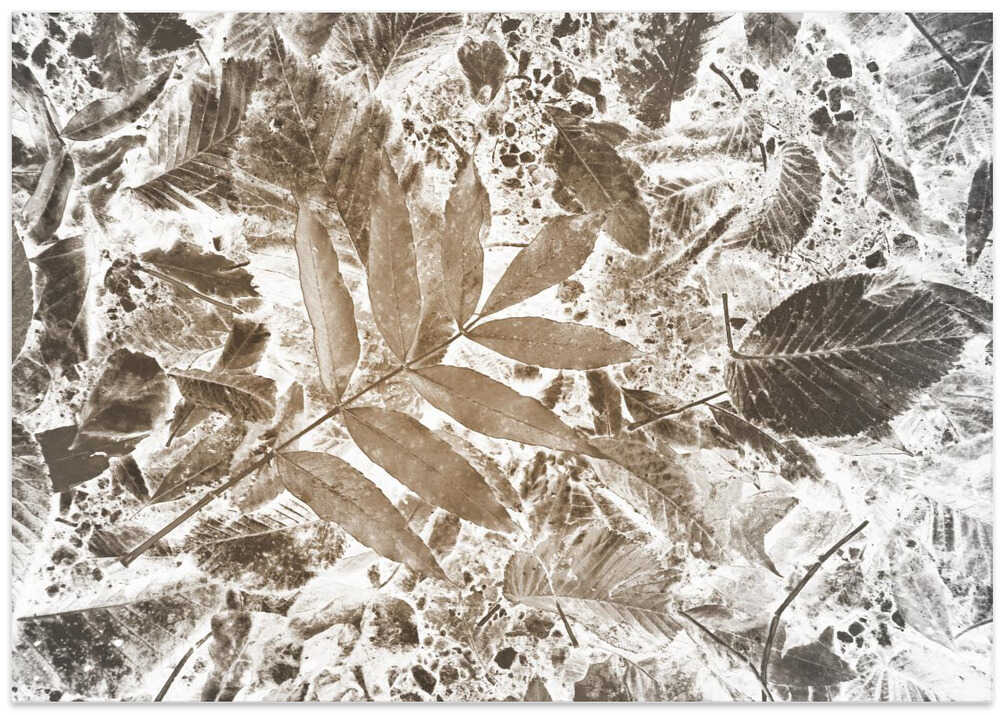 Autumn Leaves in sepia