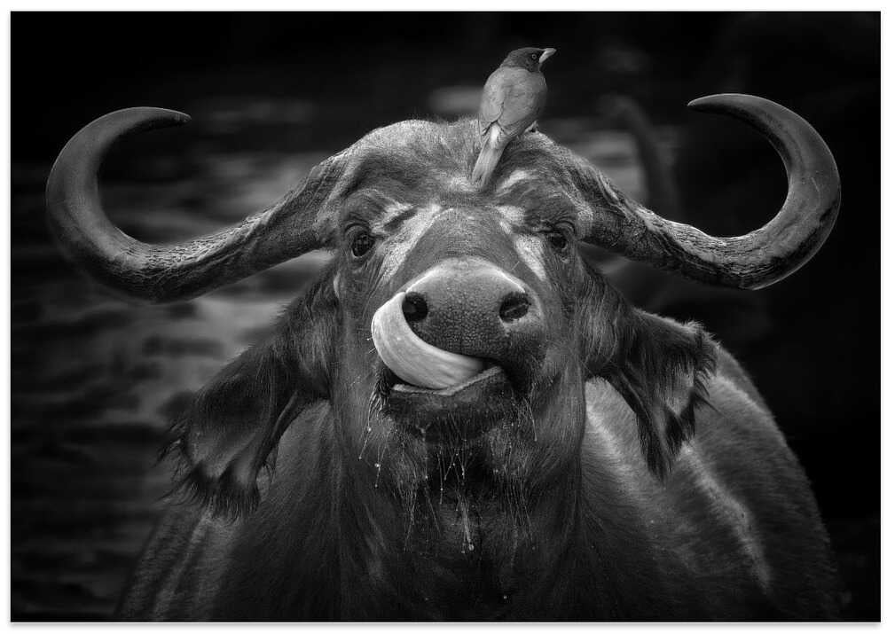 Happy Cape Buffalo
