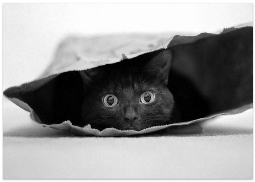 Cat in a bag