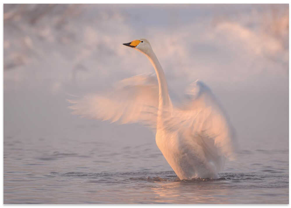 In the frosty light...