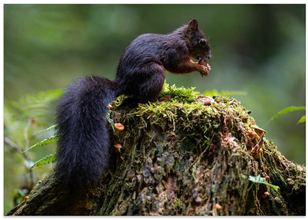 Close-up of squirrel on tree trunk