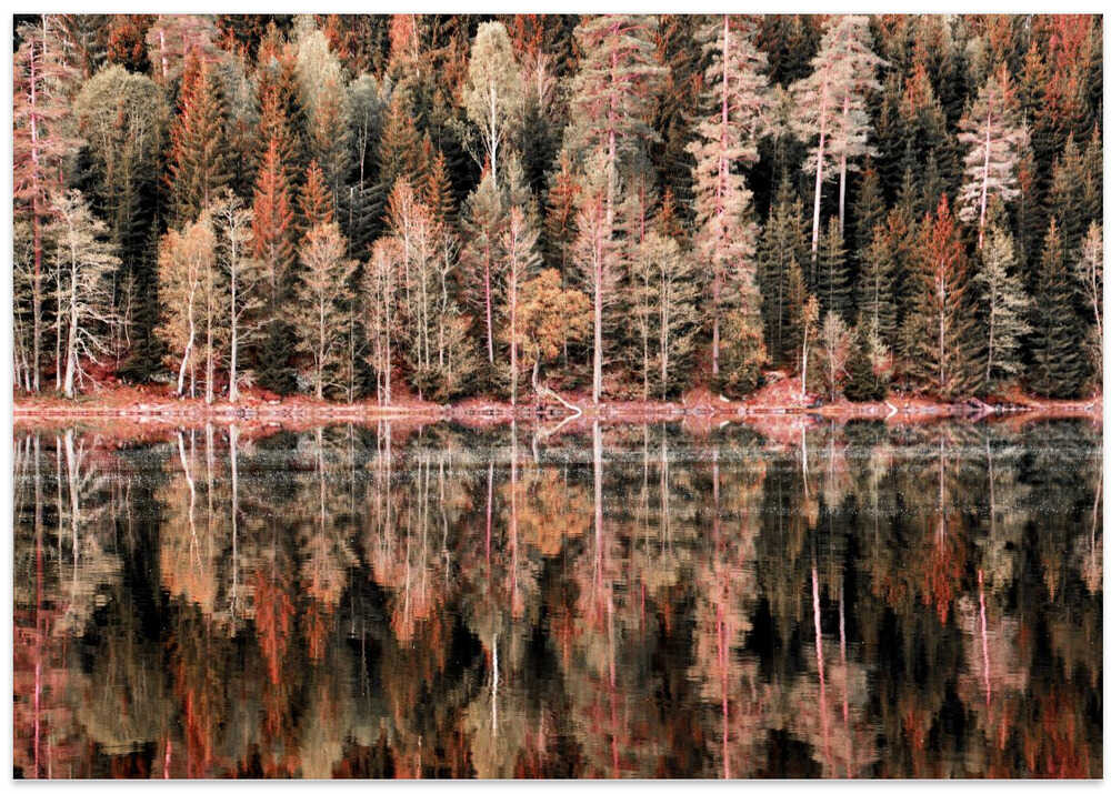Forest Mirror