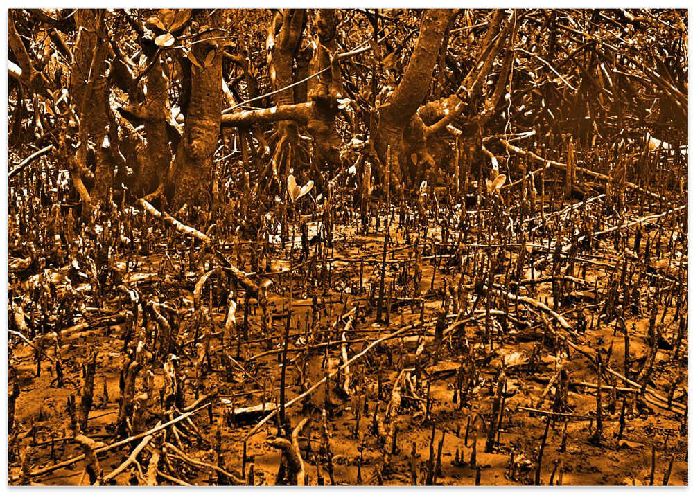 Mystical Mangrove Maze