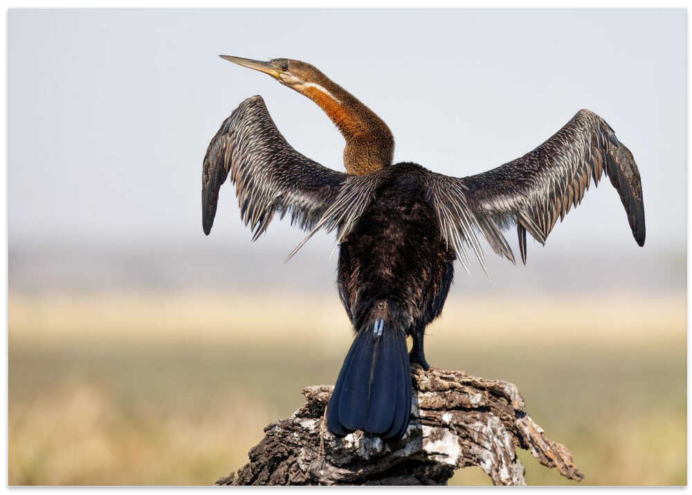 A Glimpse of Curiosity