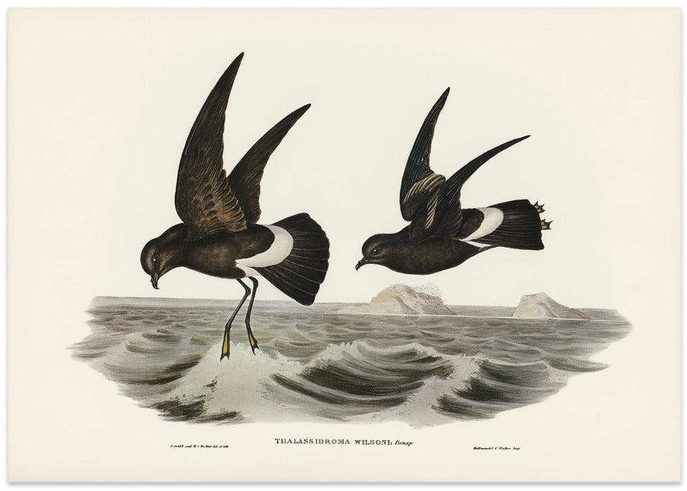 Wilson's Storm Petrel
