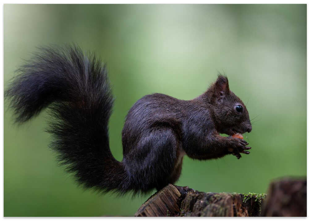 squirrel on wood with perfect pose
