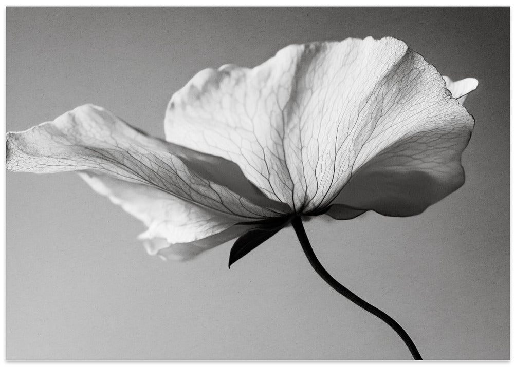 Delicate Petal Dance