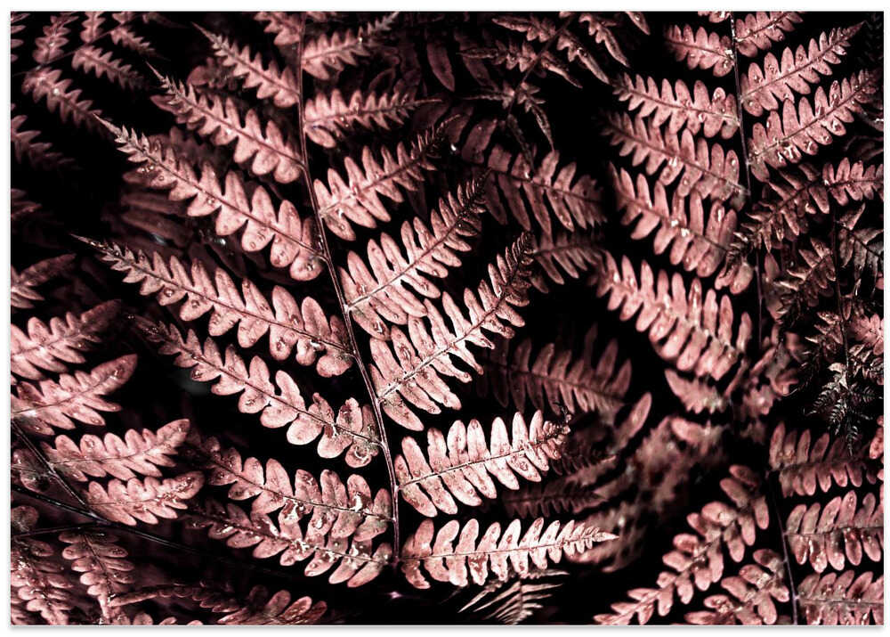 Burgundy fern