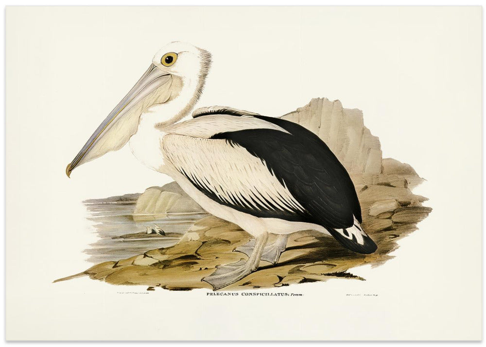 Australian Pelican