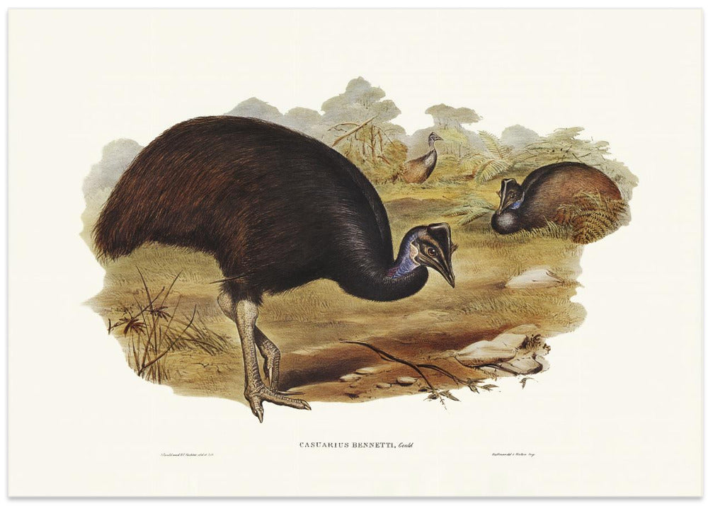 Bennett's Cassowary
