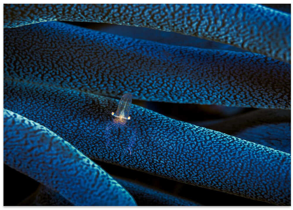 Little anemon shrimp