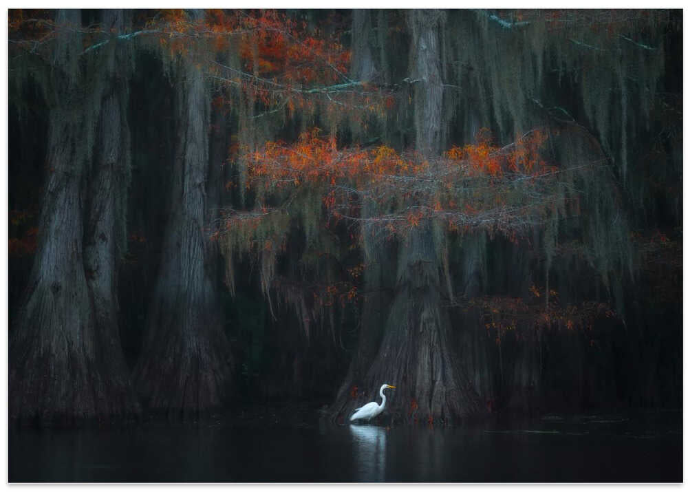 Caddo Lake 1