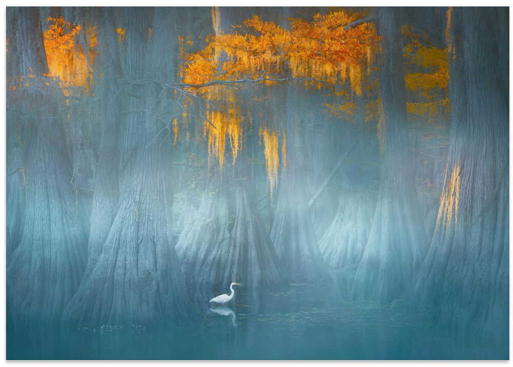 Caddo Lake 12