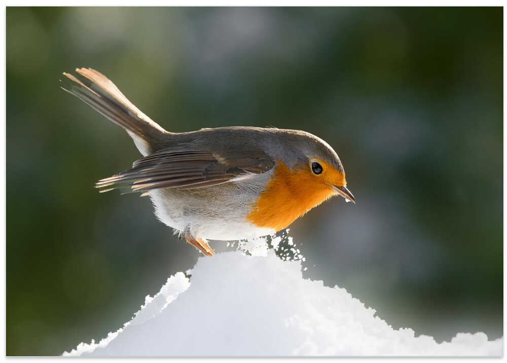 In the light....and in the snow!