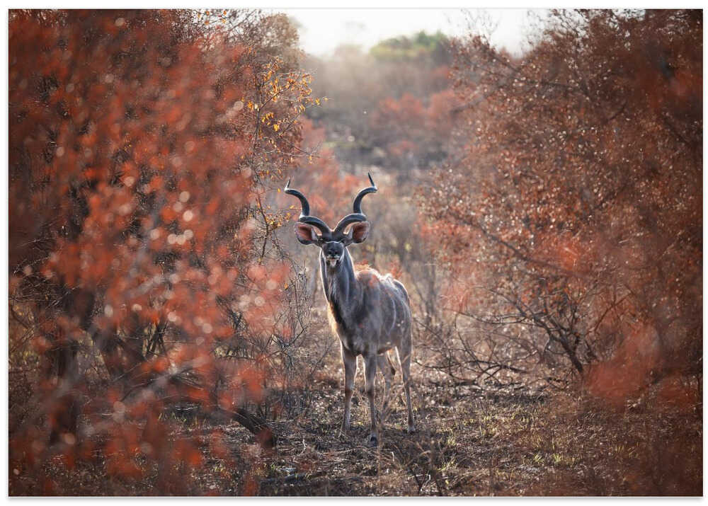 Kudu…