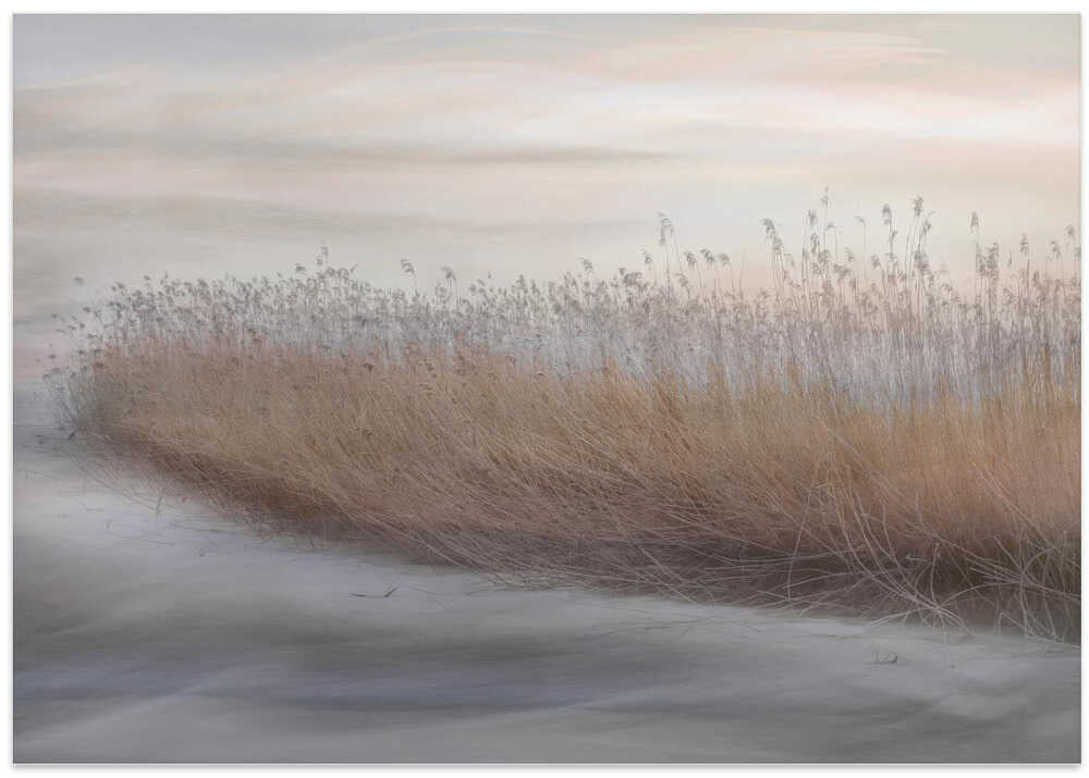 Winter Reed