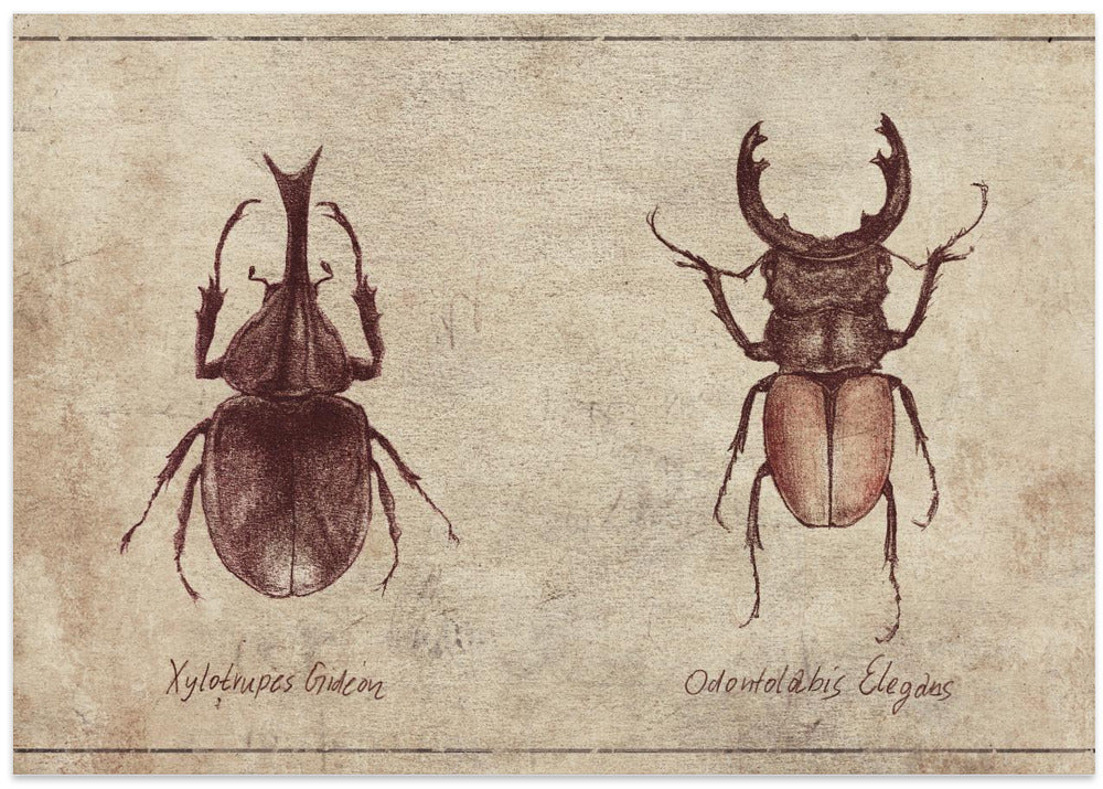 Beetle Illustrations