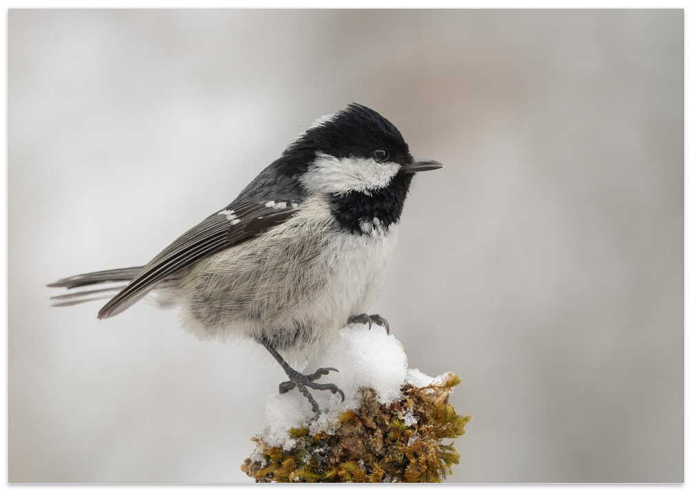 The little coal tit.