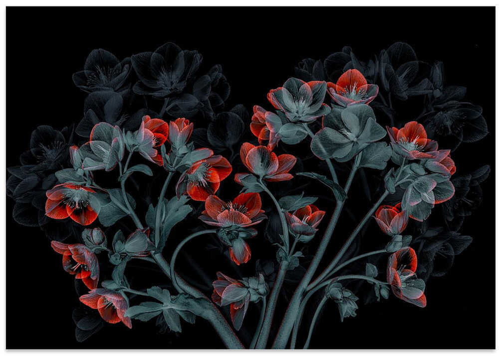 Beautiful Hellebores