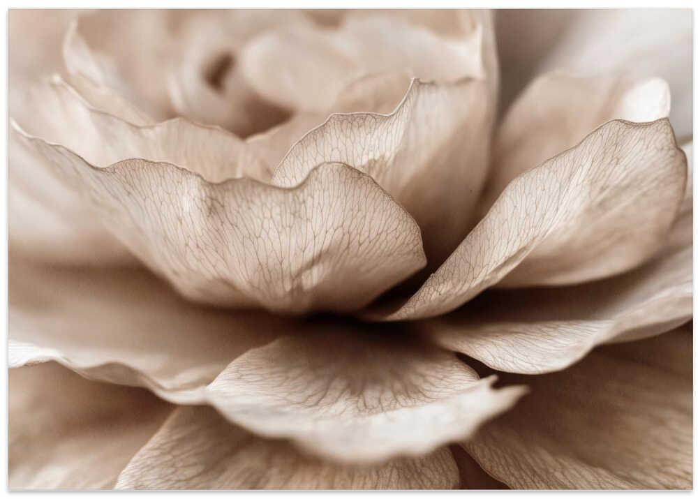 Delicate Petal Dance