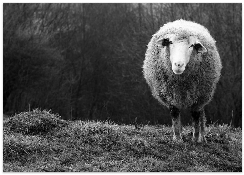Wondering sheep